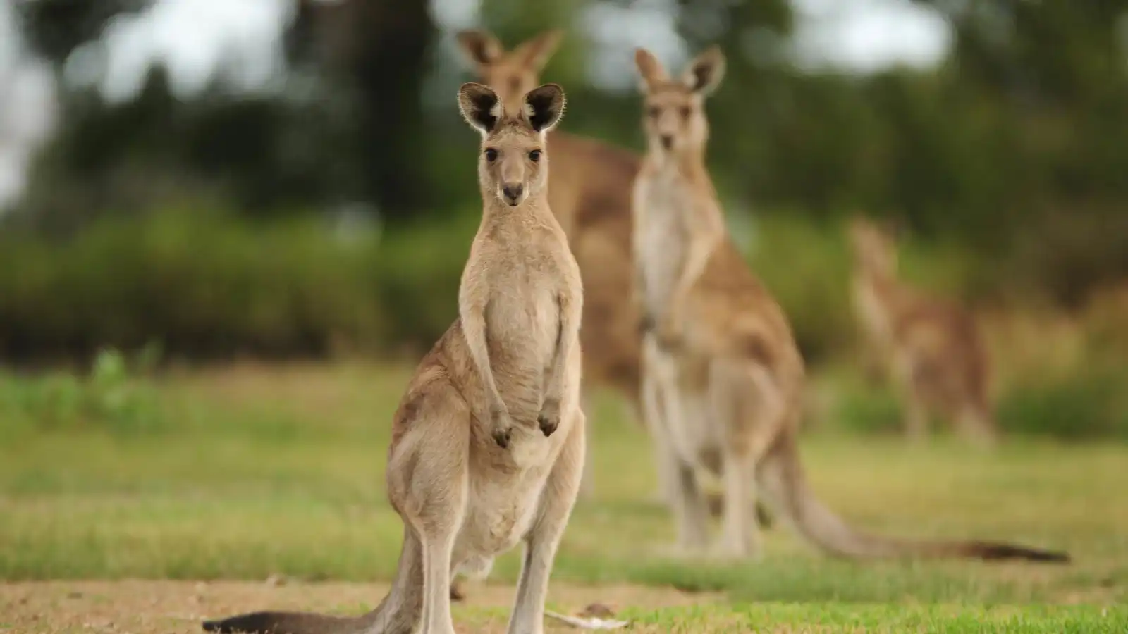 سقوط وإصابات.. ظهور مفاجئ للكناغر يُربك سباقا للدراجات (فيديو)