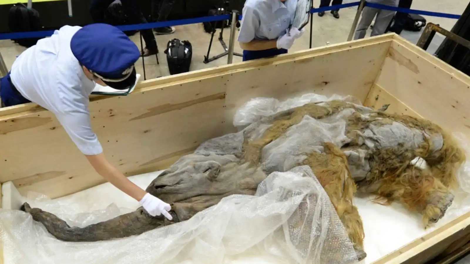 استخراج مادة وراثية من ماموث تكشف أسرار الحياة قبل 40 ألف عام