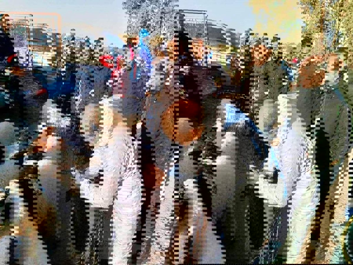 ليبيا.. تفشي الحمى القلاعية قبل رمضان يثير قلق المواطنين