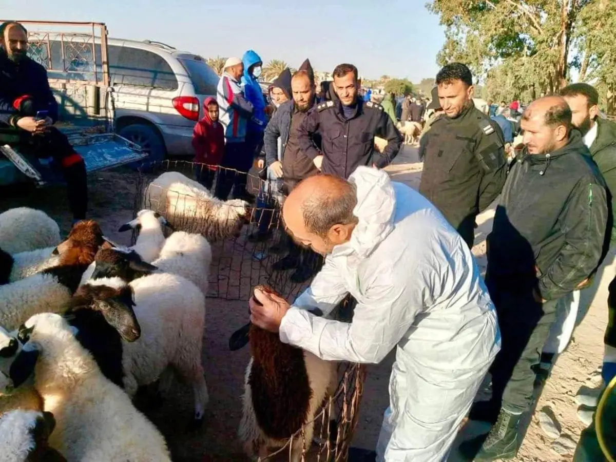 ليبيا.. تفشي الحمى القلاعية قبل رمضان يثير قلق المواطنين