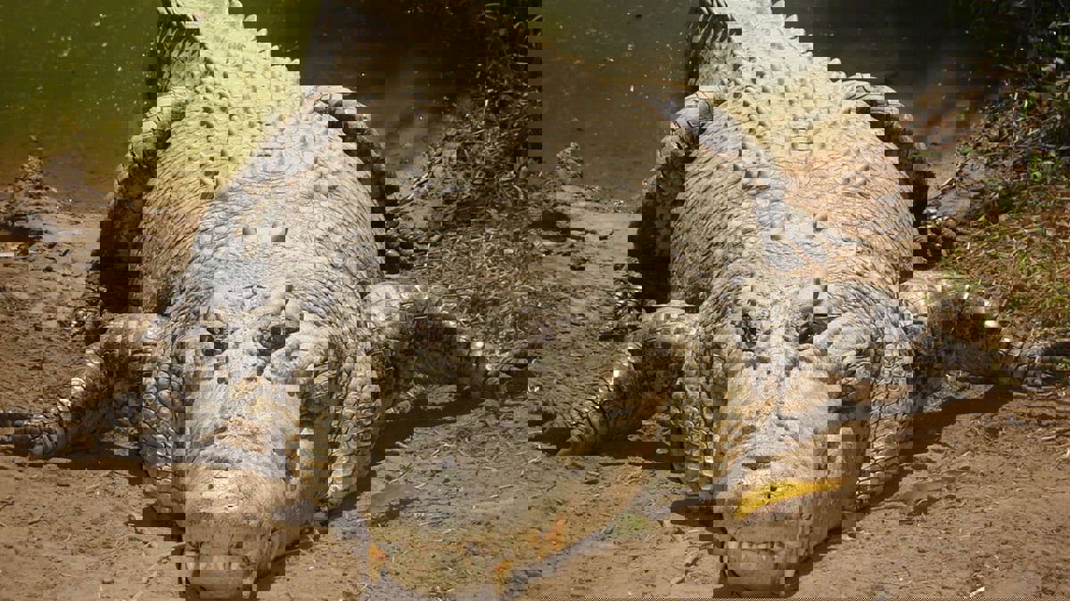  السعودية.. السيطرة على تمساح تجول في شوارع القطيف