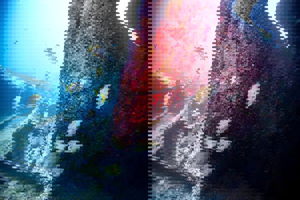 محيطات العالم تسجل درجات حرارة مثيرة للقلق