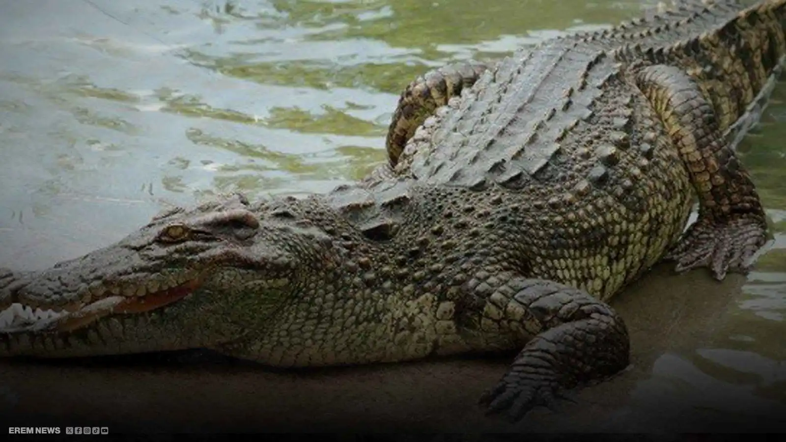 فيديو يشعل الإنترنت.. ما حقيقة التمساح التاكسي في الهند؟