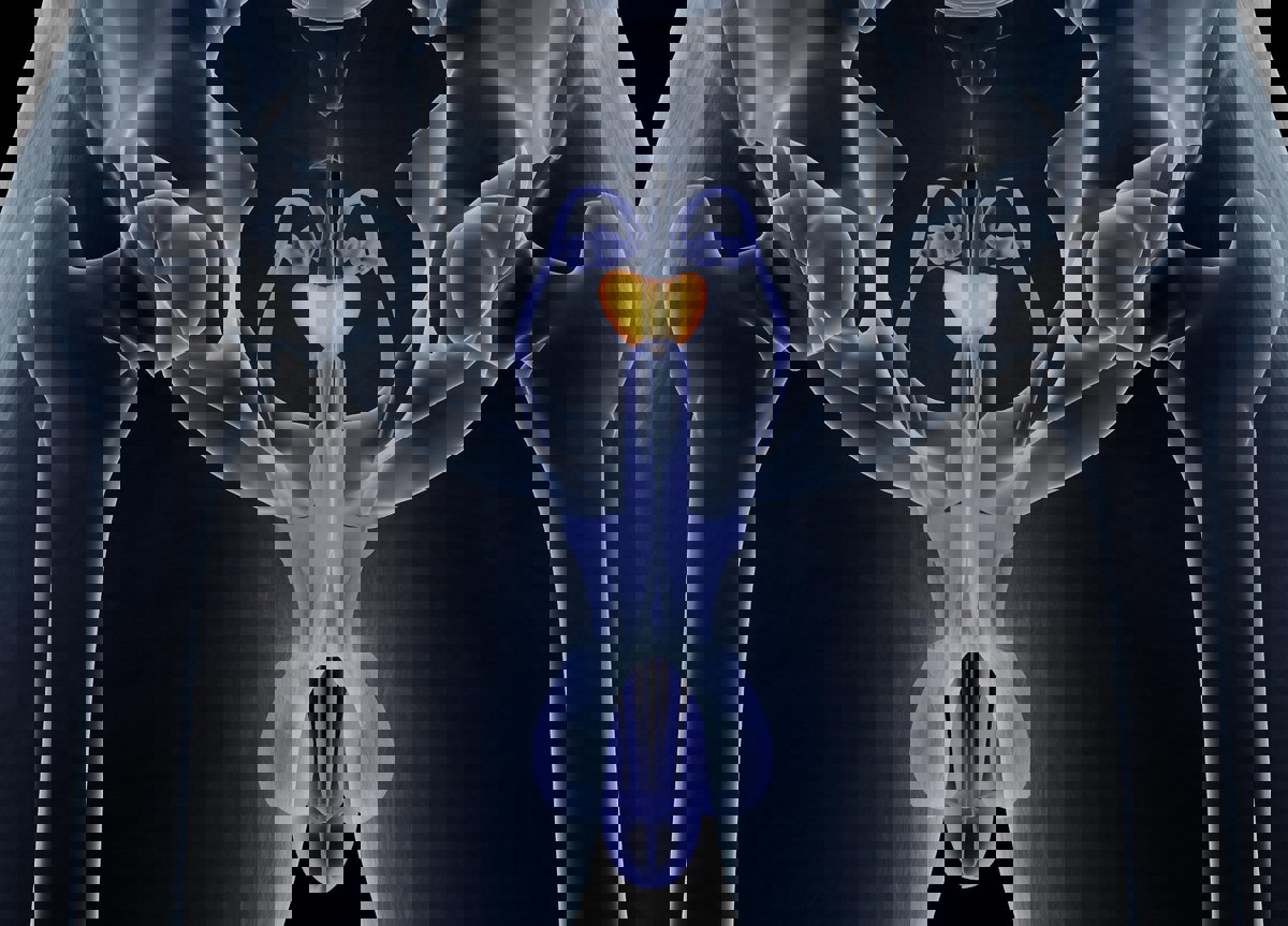 إنجاز علمي جديد لعلاج سرطان البروستاتا بـ"صبغة متوهجة"