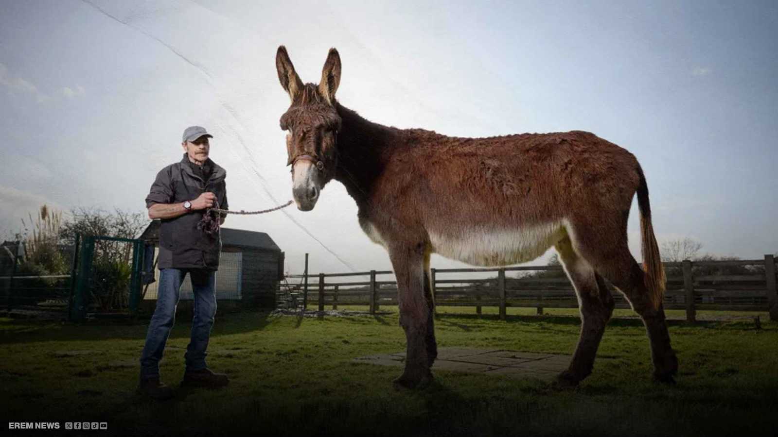 حماران يذهلان العالم بحجمهما ويقتحمان موسوعة غينيس