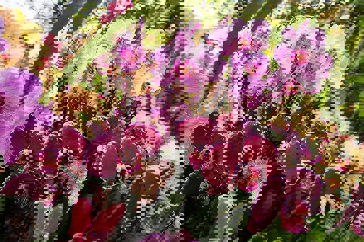 دراسة تتمكن من تحديد تسلسل الحمض النووي لـ"شجرة الحياة"