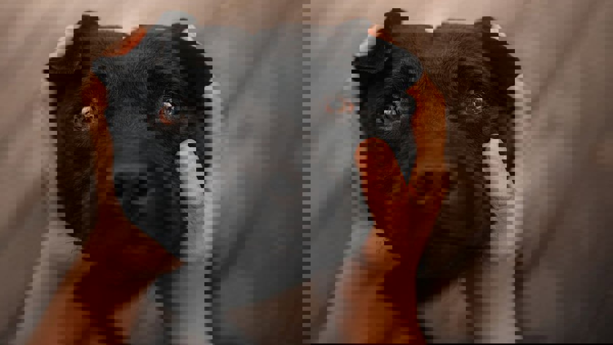 دراسة: الكلاب تبكي فرحًا