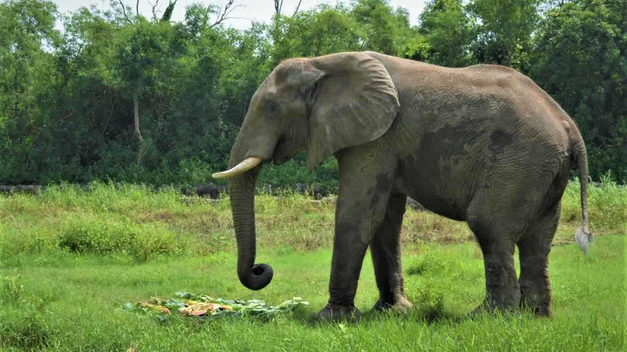 حديقة حيوان دلهي تودّع فيلها الأفريقي الوحيد