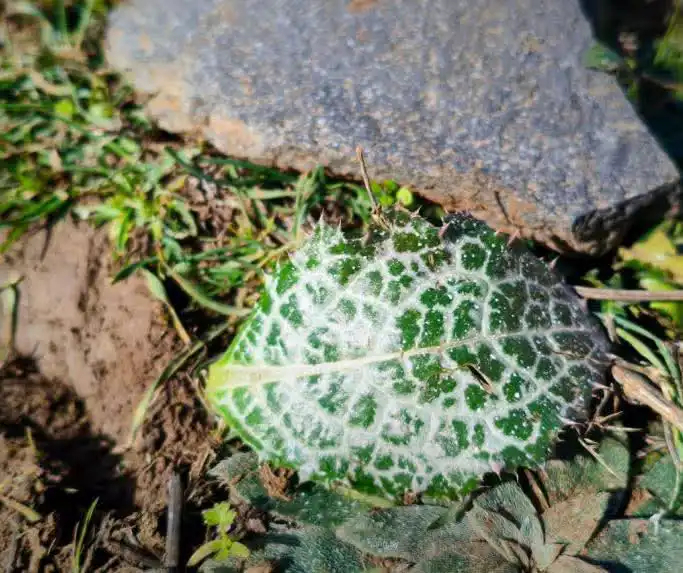 مواد مجهولة رشتها إسرائيل على ريف القنيطرة