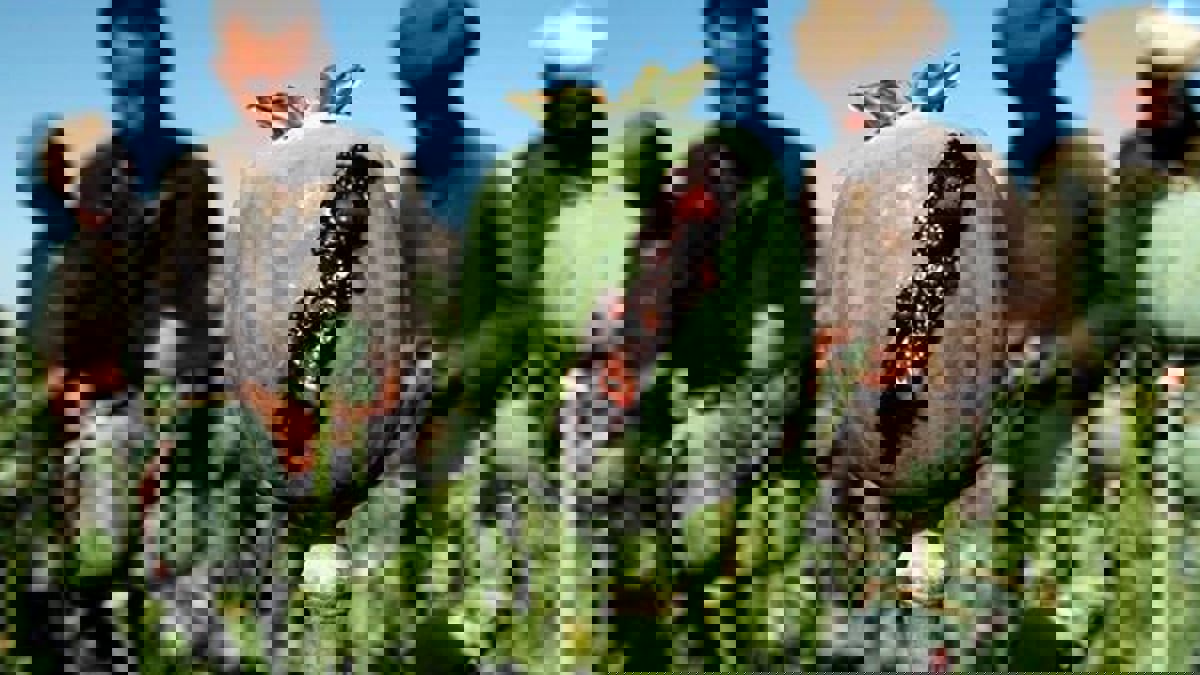 طالبان تحظر زراعة خشخاش الأفيون.. وتتوعد المخالفين