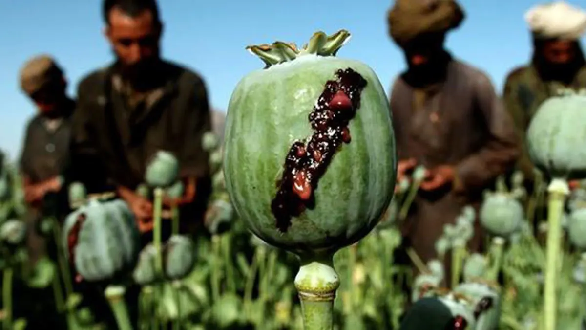 طالبان تحظر زراعة خشخاش الأفيون.. وتتوعد المخالفين