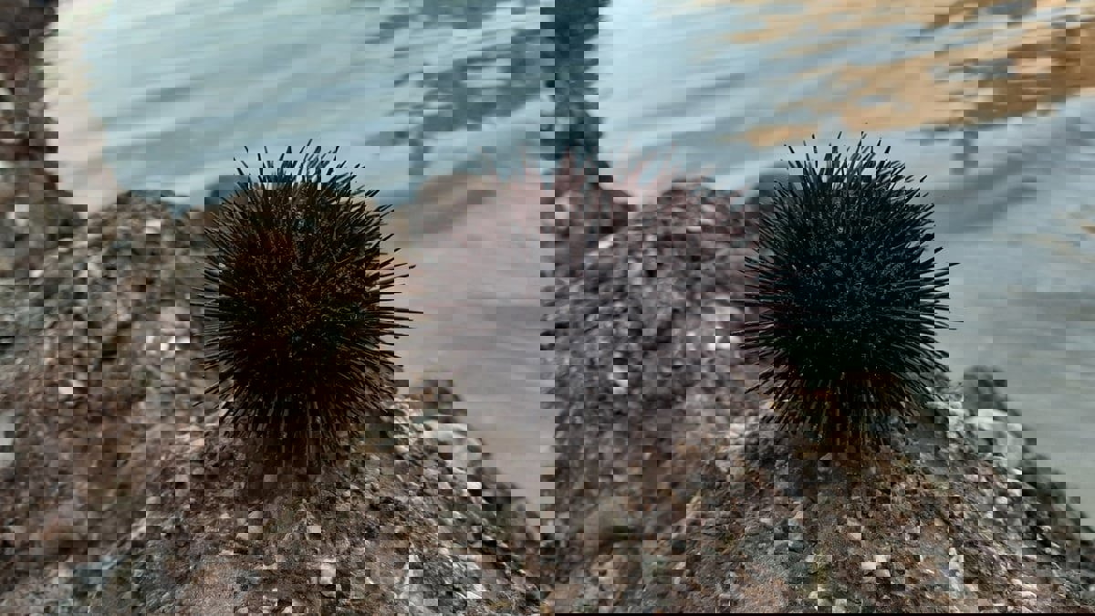 قنافذ البحر الأحمر في خطر إثر وباء "قاتل"