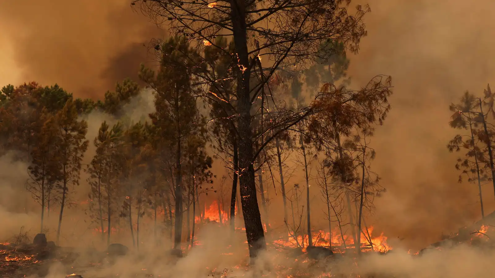 حظرت الألعاب النارية.. البرتغال تترقب موجة من حرائق الغابات