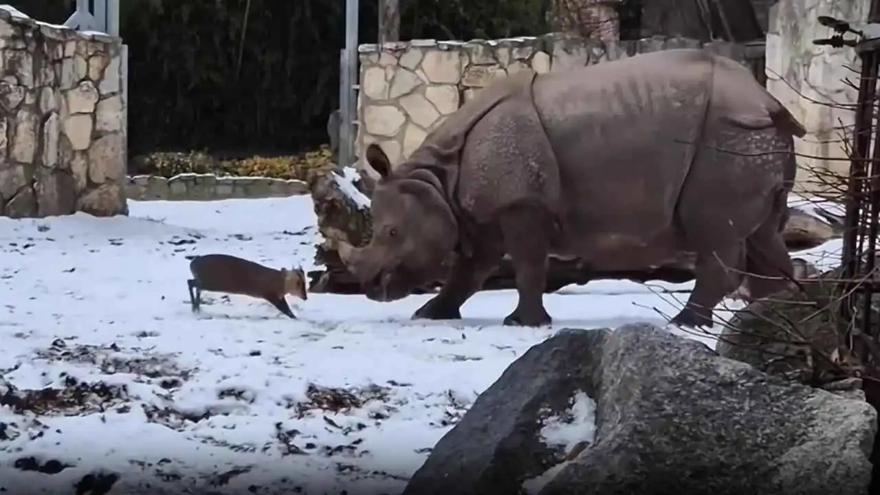 غزال صغير يتحدى وحيد قرن في "لحظة جريئة" (فيديو)