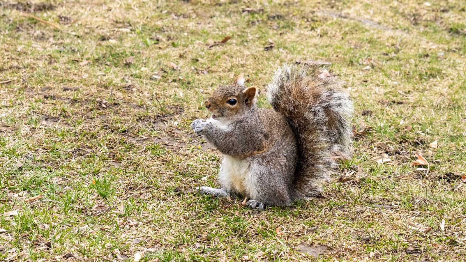 سناجب مطلية بألوان زاهية تثير الجدل في كونيتيكت (صور)