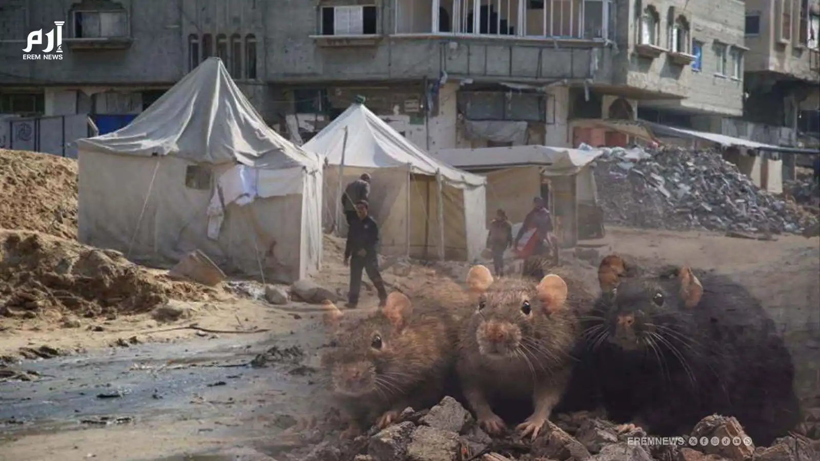 بعد الصواريخ.. "الجرذان" تحتل خيام غزة وتنذر بأمراض (فيديو إرم)