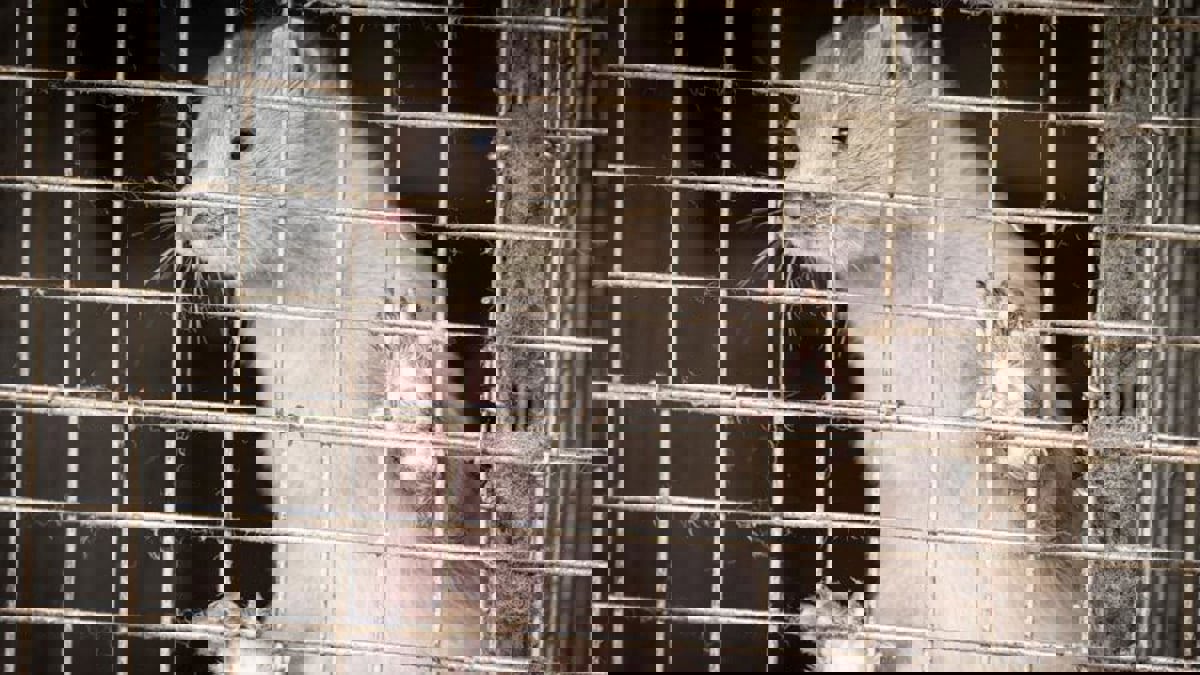 فنلندا تقرر إعدام 50 ألف حيوان من المنك والثعالب 