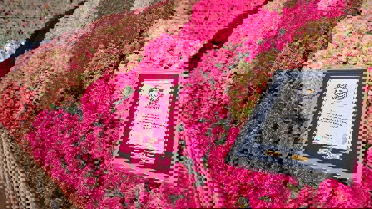 دخلت موسوعة "غينيس".. سعوديون يصنعون أكبر سلة ورد في العالم