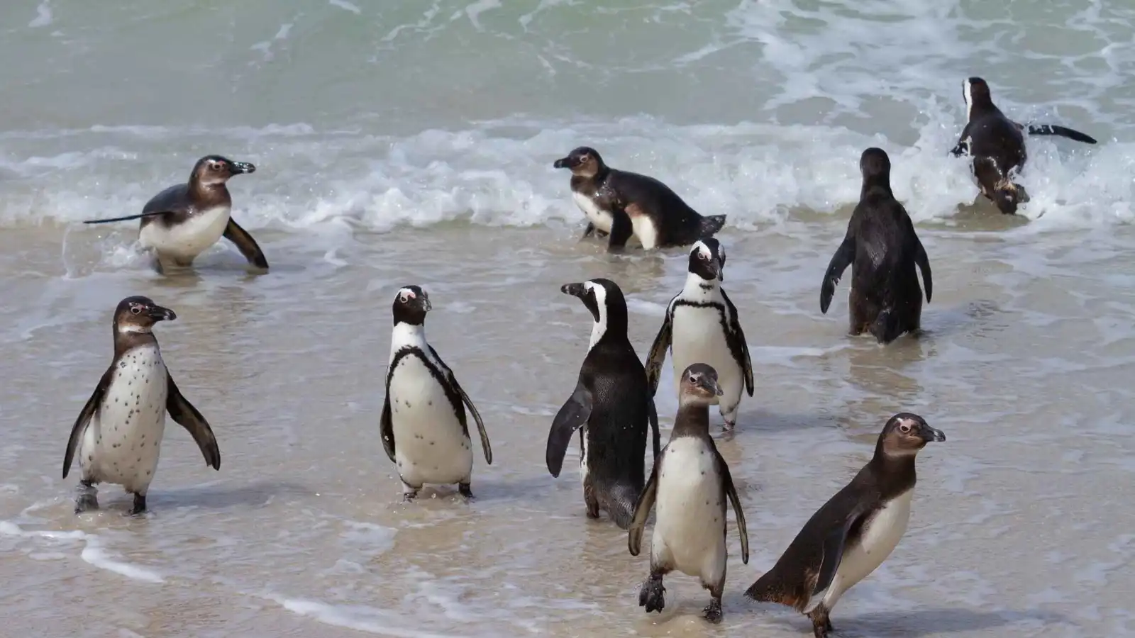 أكثر من 60 ألف بطريق أفريقي تموت جوعًا بسبب نقص السردين