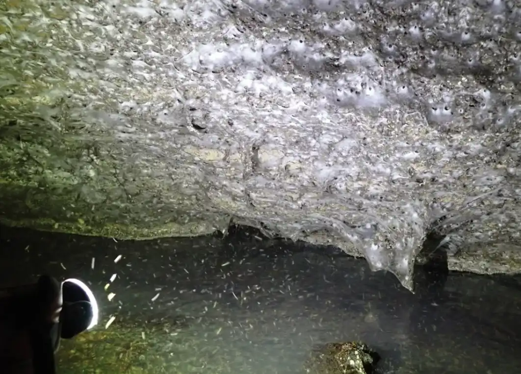 الشبكة المكتشفة