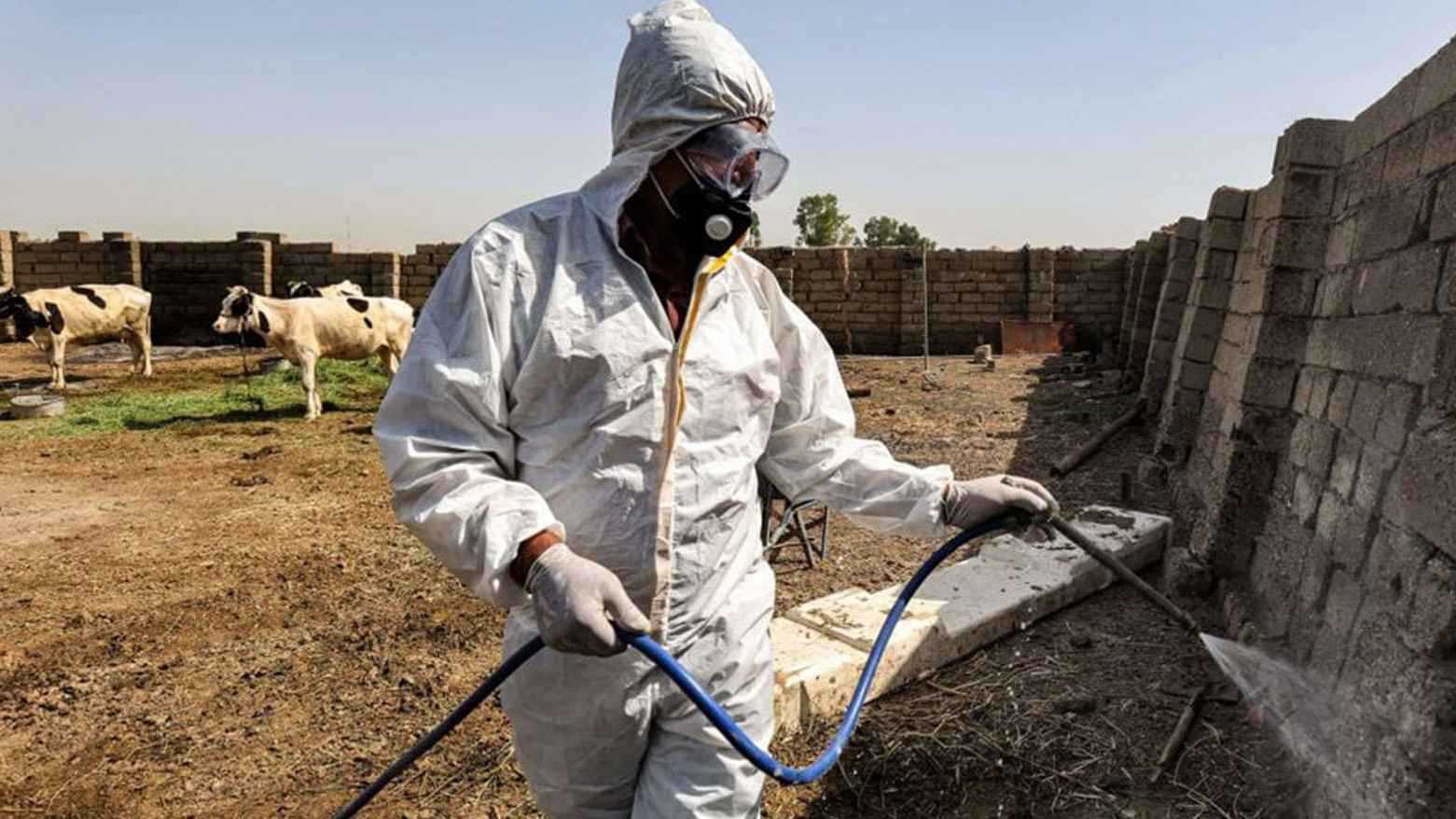 "الحمى النزفية".. آفة تهدد العراق ولا لقاح واقيا (فيديو إرم)