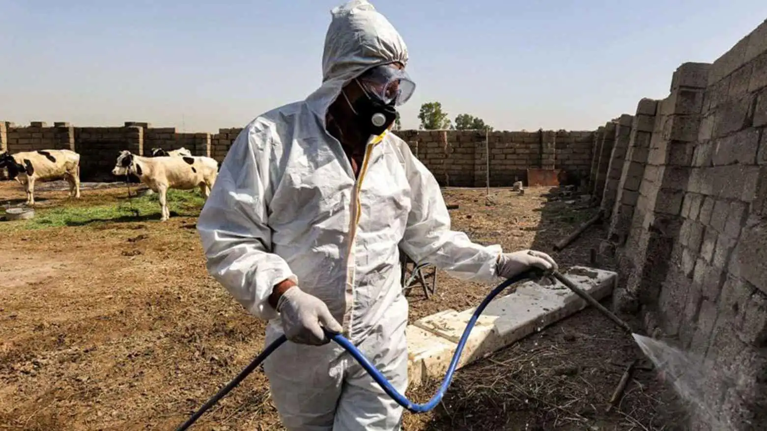 الحمى النزفية في العراق