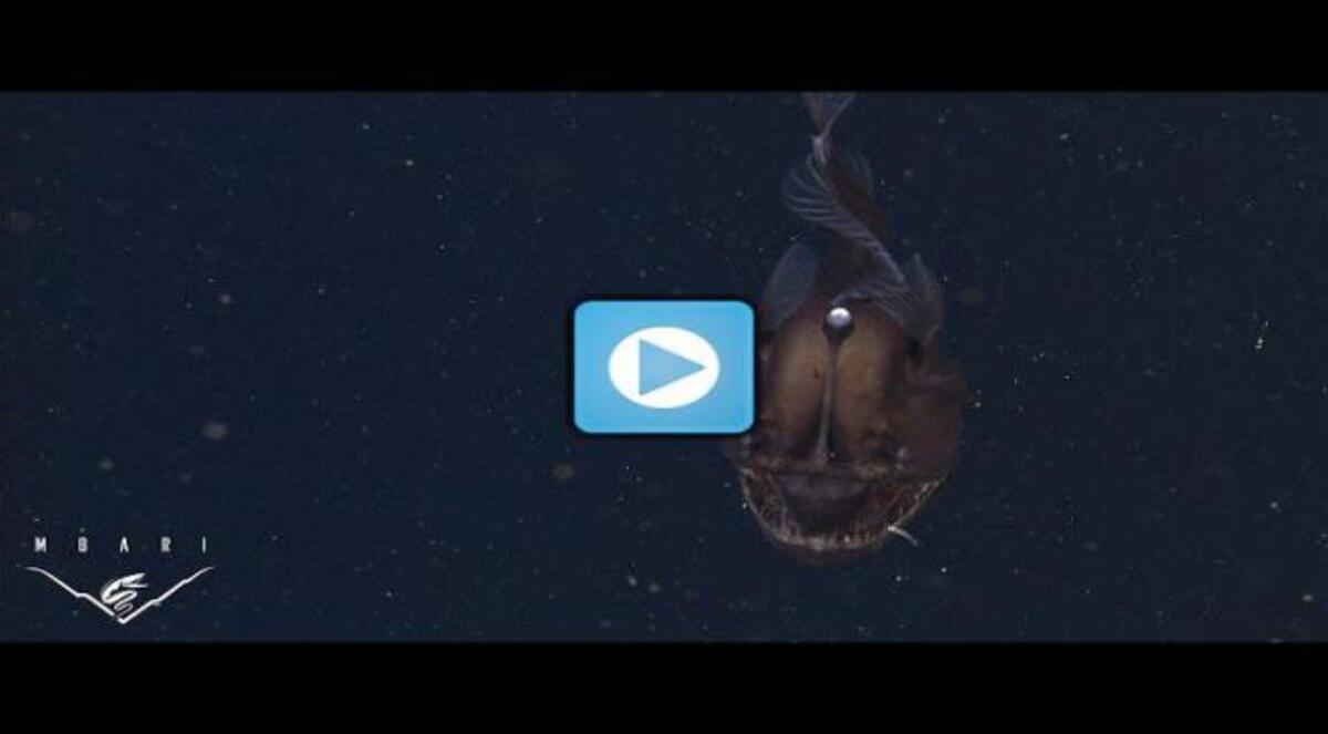 فيديو نادر يرصد "سمكة الشيطان" بعد عقود من البحث