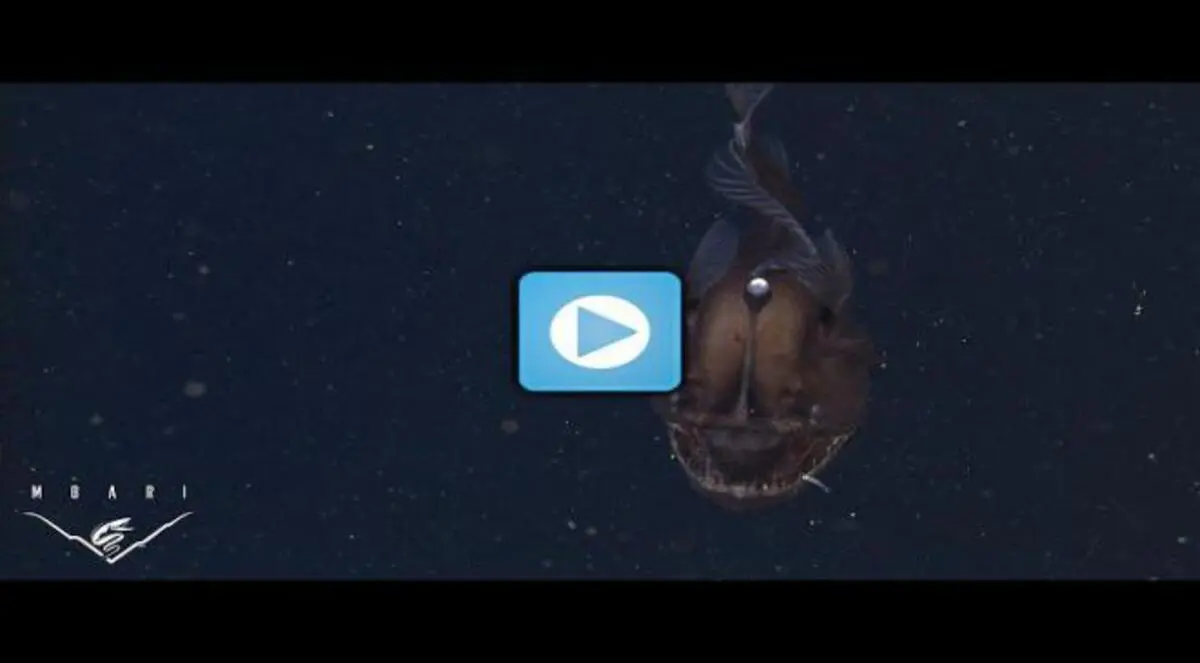 فيديو نادر يرصد "سمكة الشيطان" بعد عقود من البحث