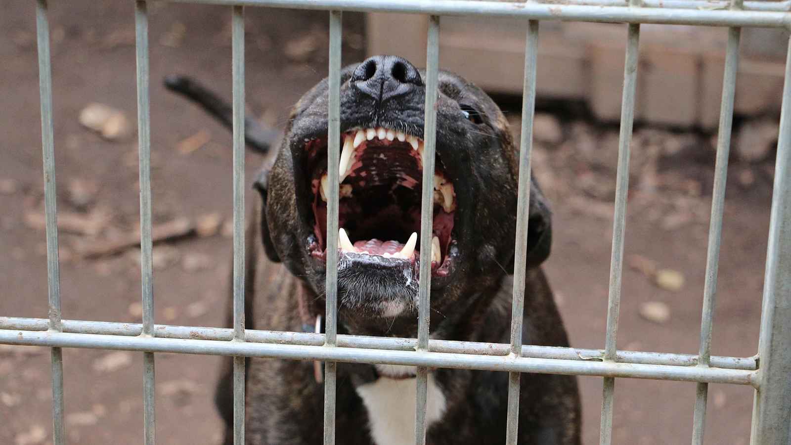 5 كلاب بيتبول تنهي حياة رجل أربعيني (صور)