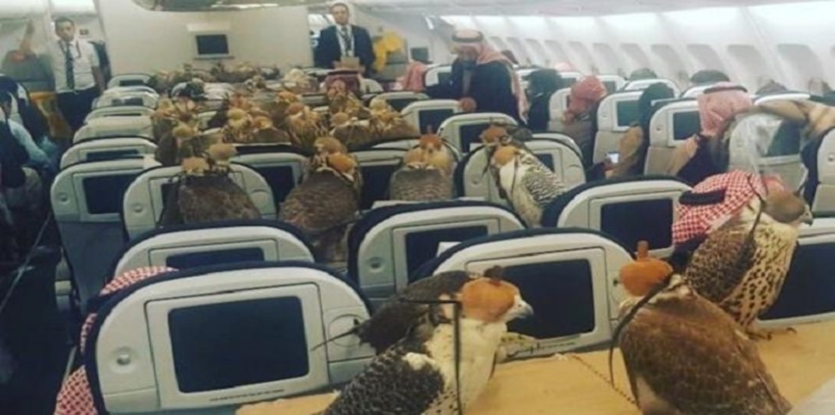 أمير سعودي يحجز 80 مقعداً في الطائرة لصقوره "فيديو"