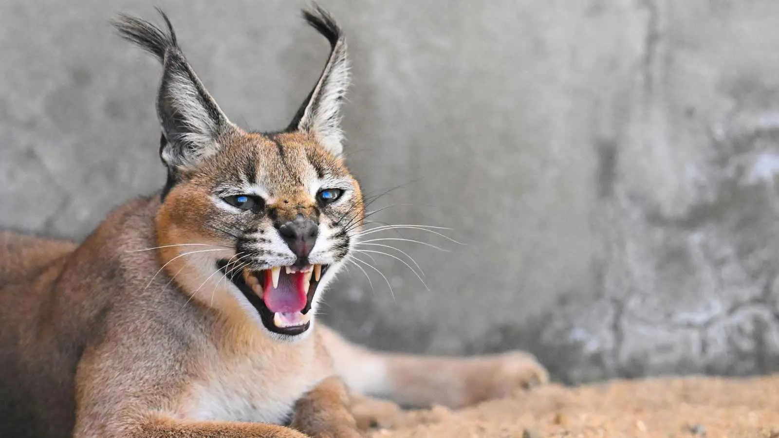 مركز أبحاث سعودي يشهد ولادة أول توأم لحيوان الوشق (صور)