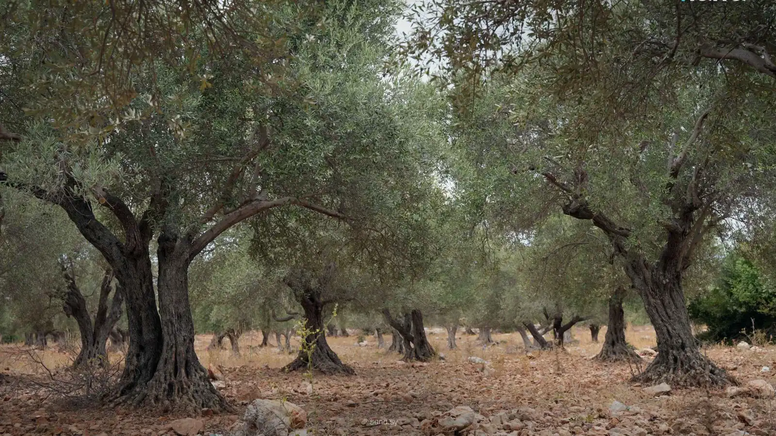 الحرائق والتغيرات المناخية تسبب تراجعا لافتا لإنتاج الزيتون السوري