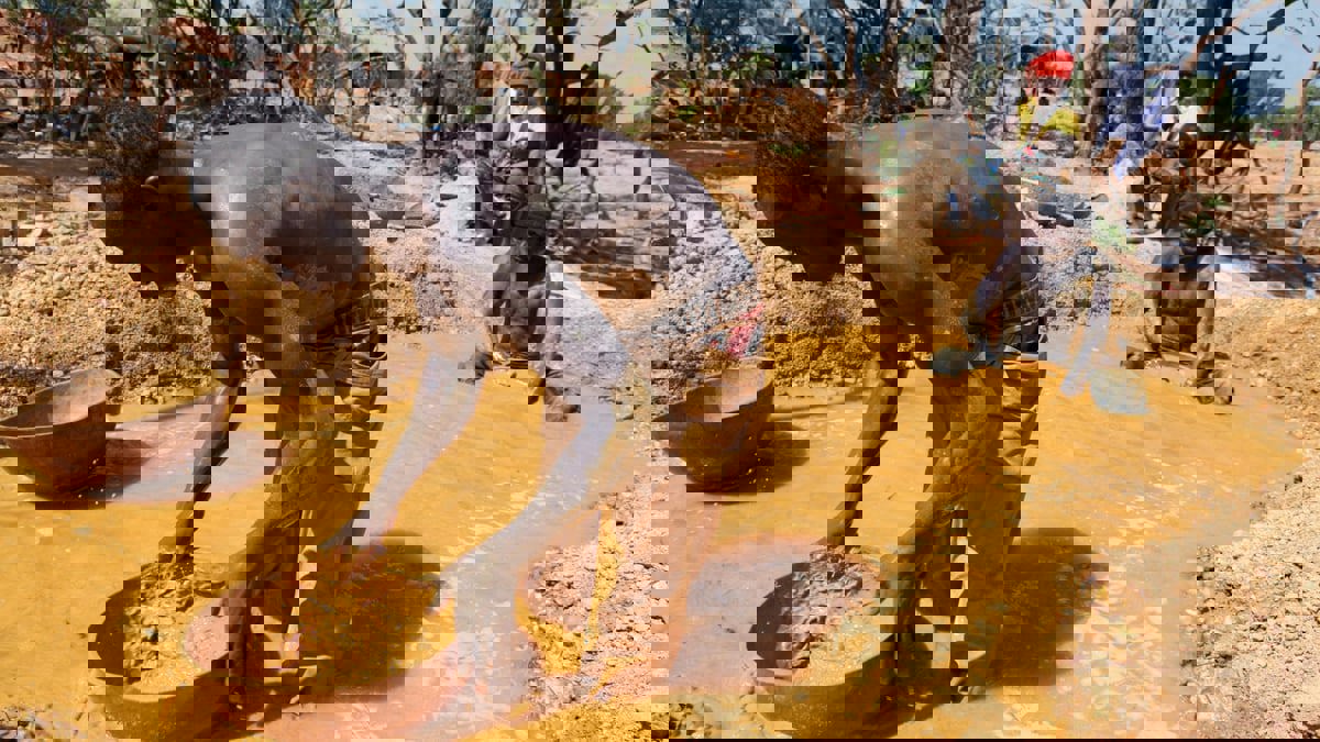 بتنسيق روسي.. الجيش المالي يُحكم قبضته على أكبر منجم ذهب