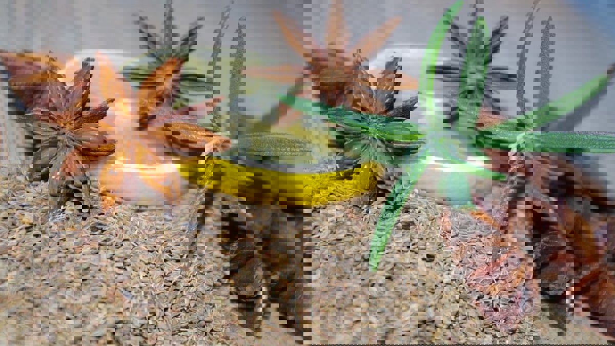 تعرف على فوائد شراب اليانسون بالليمون 