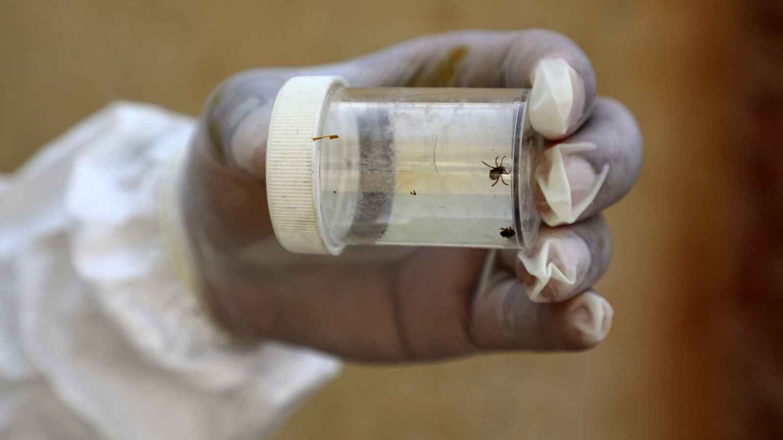 أرقام مقلقة.. السلطات التركية تحذر من تزايد لدغات "القراد"