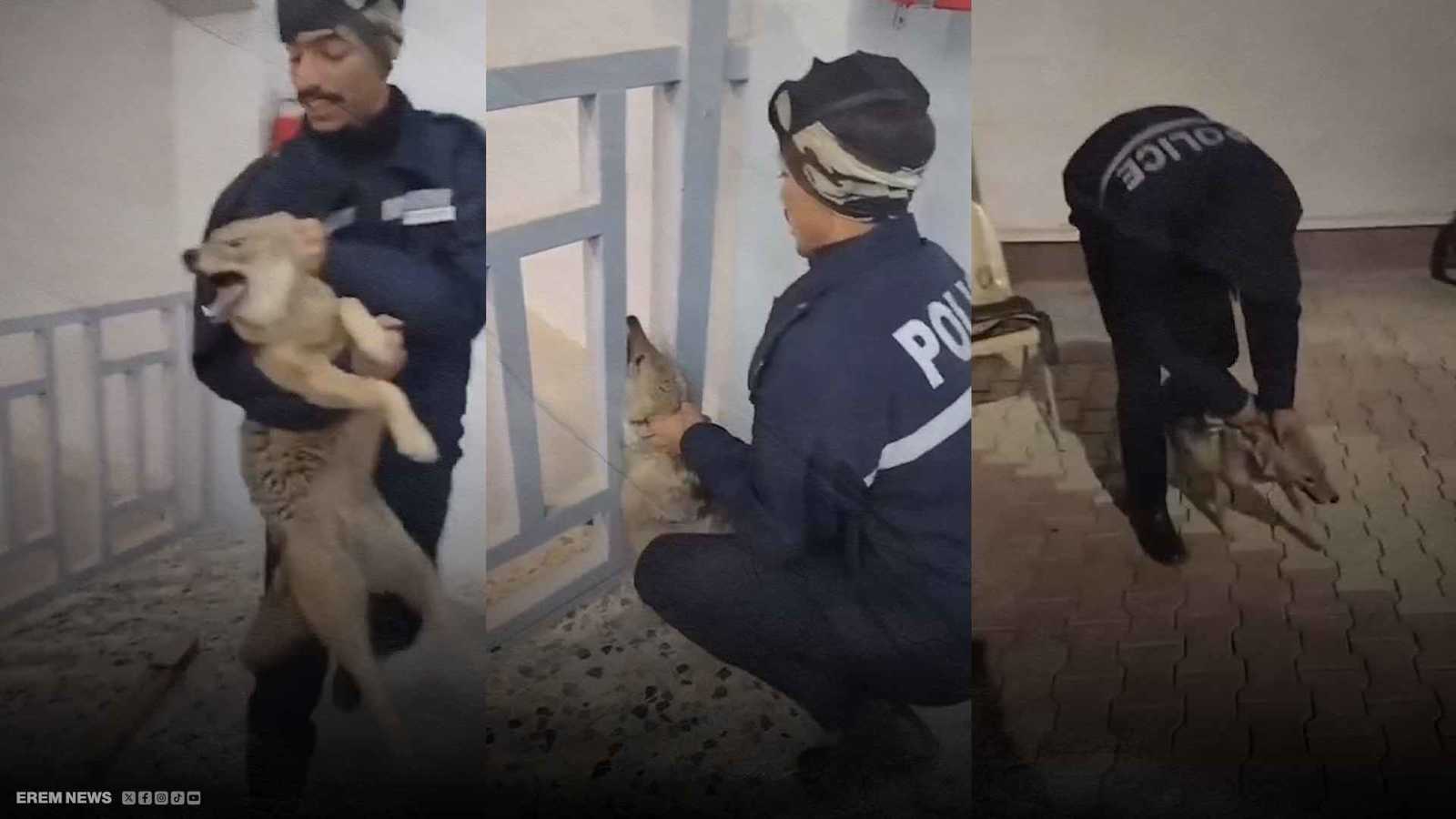 أثار الهلع.. الشرطة تلاحق ذئبًا بإحدى المؤسسات العراقية (فيديو إرم)