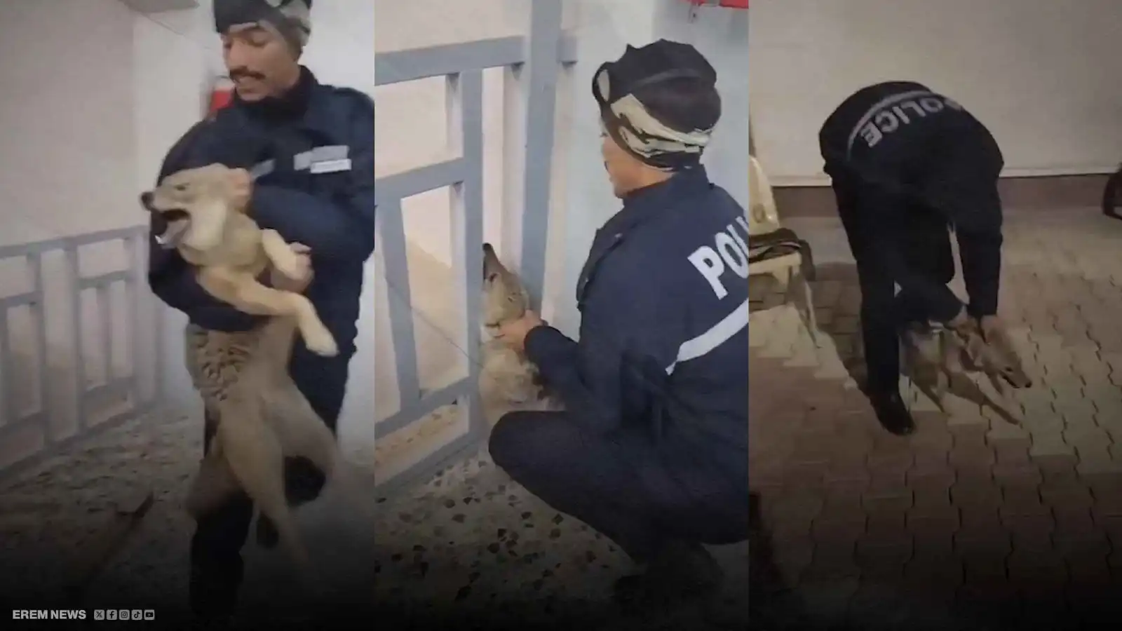 أثار الهلع.. الشرطة تلاحق ذئبًا بإحدى المؤسسات العراقية (فيديو إرم)