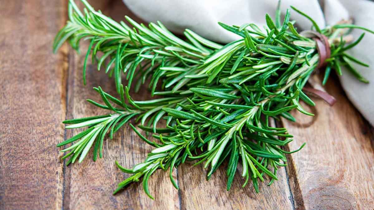 إكليل الجبل.. نكهة مطبخ قد تُنقذ ذاكرتك