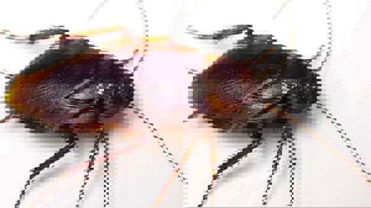 لماذا لا نسمع أصوات الصراصير إلا في الصيف؟