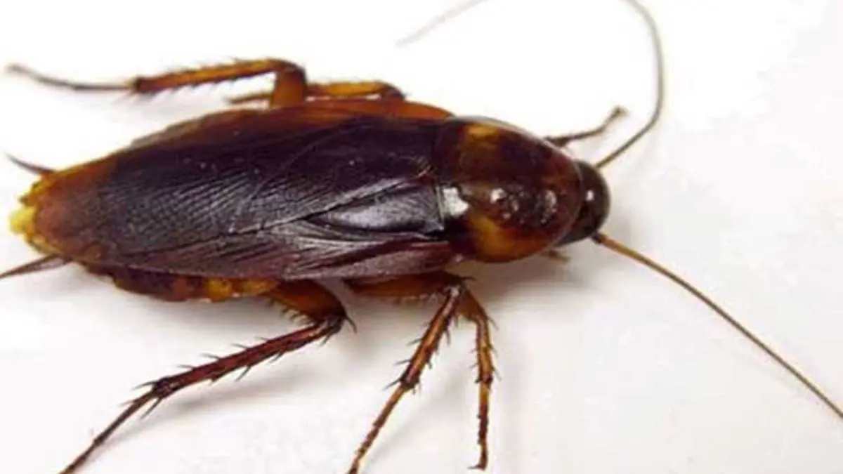 لماذا لا نسمع أصوات الصراصير إلا في الصيف؟