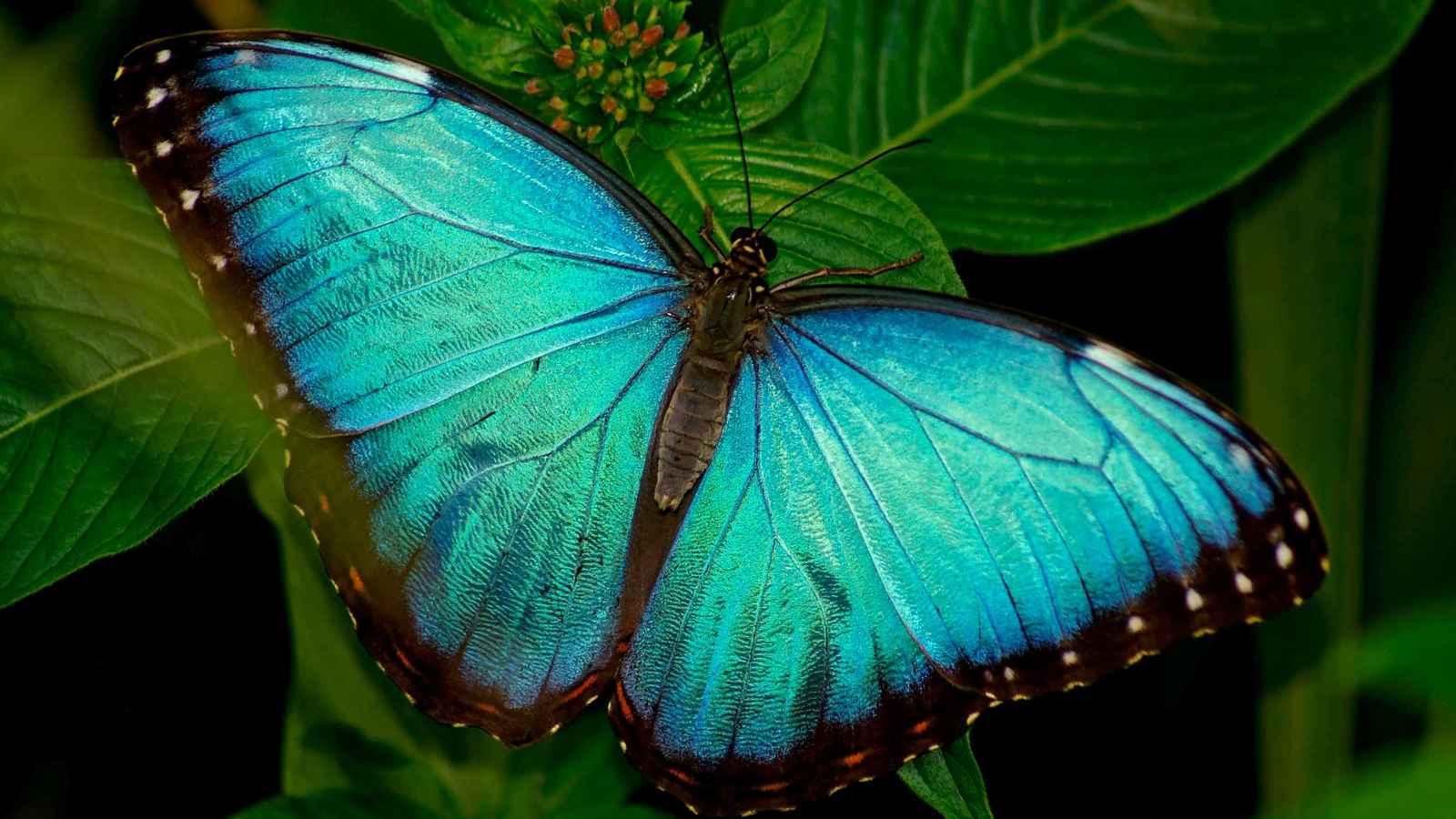 "تتلاعب بالضوء".. تقنية لتشخيص السرطان في جناحي فراشة