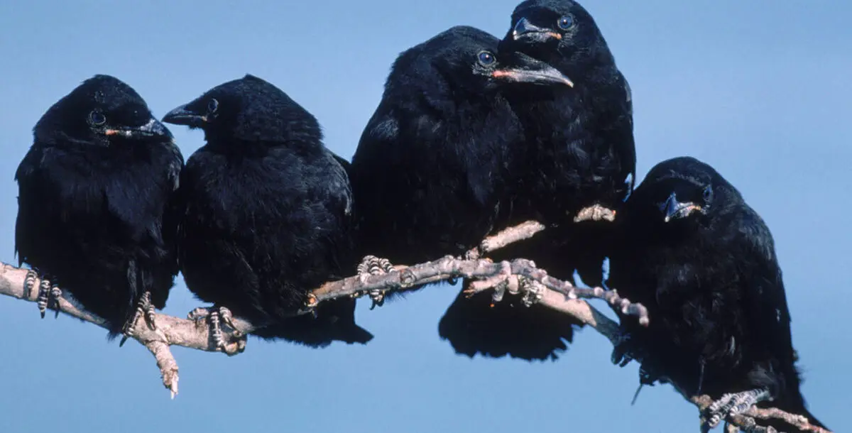 غربان تنهش رضيعًا حتى الموت في مصر