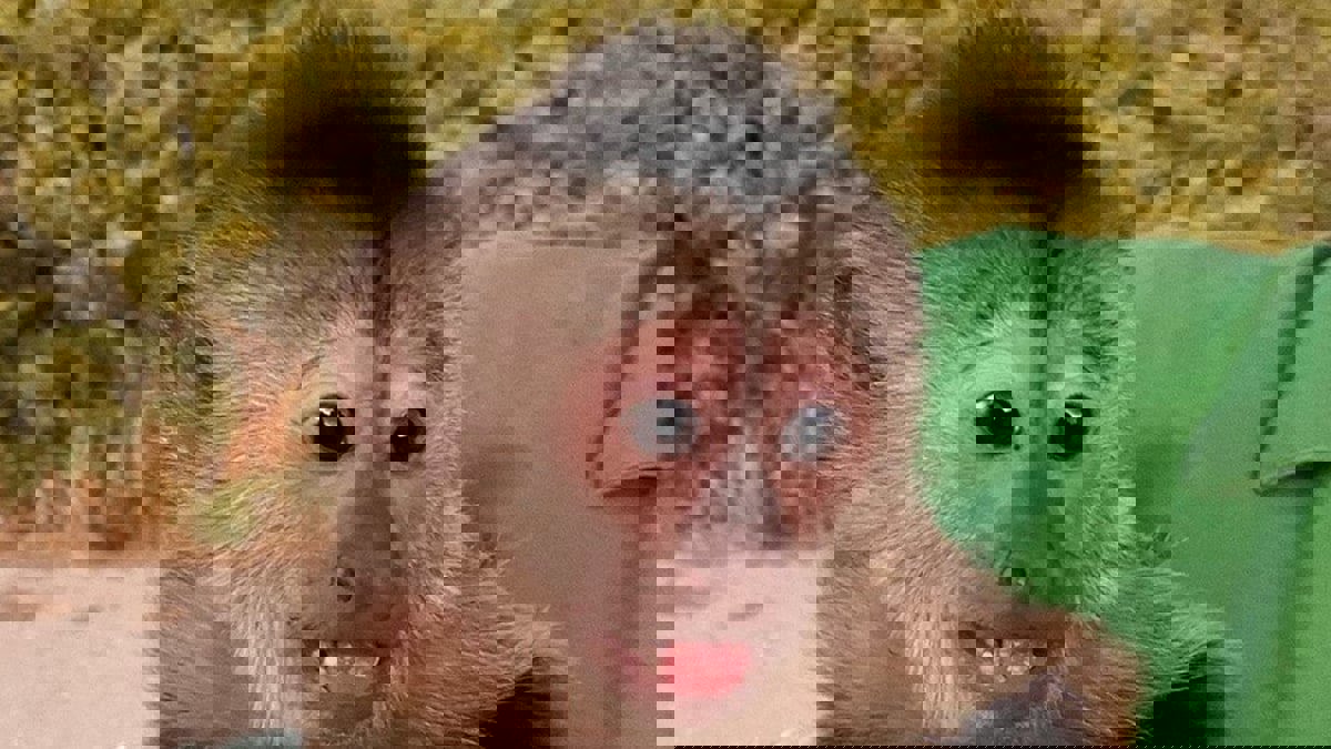 "بلاغ كاذب".. قرد فضولي يستدعي الطوارئ في محمية كاليفورنيا