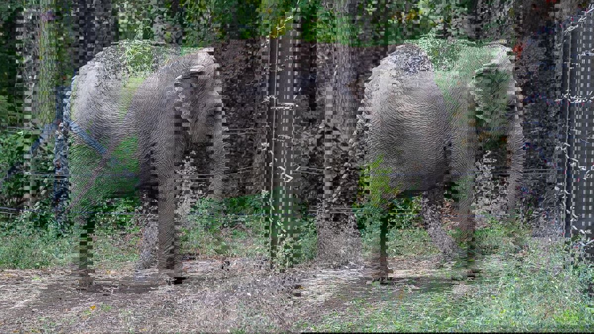 في قضية فريدة.. محكمة أمريكية ترفض اعتبار أنثى فيل "شخصا"