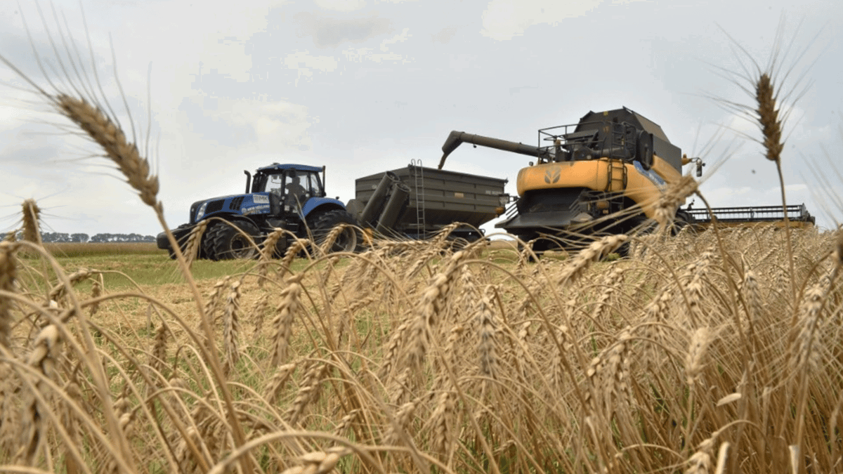 تحقيق أوكراني: روسيا تُصدر حبوب كييف "المنهوبة" عبر شركات "وهمية"