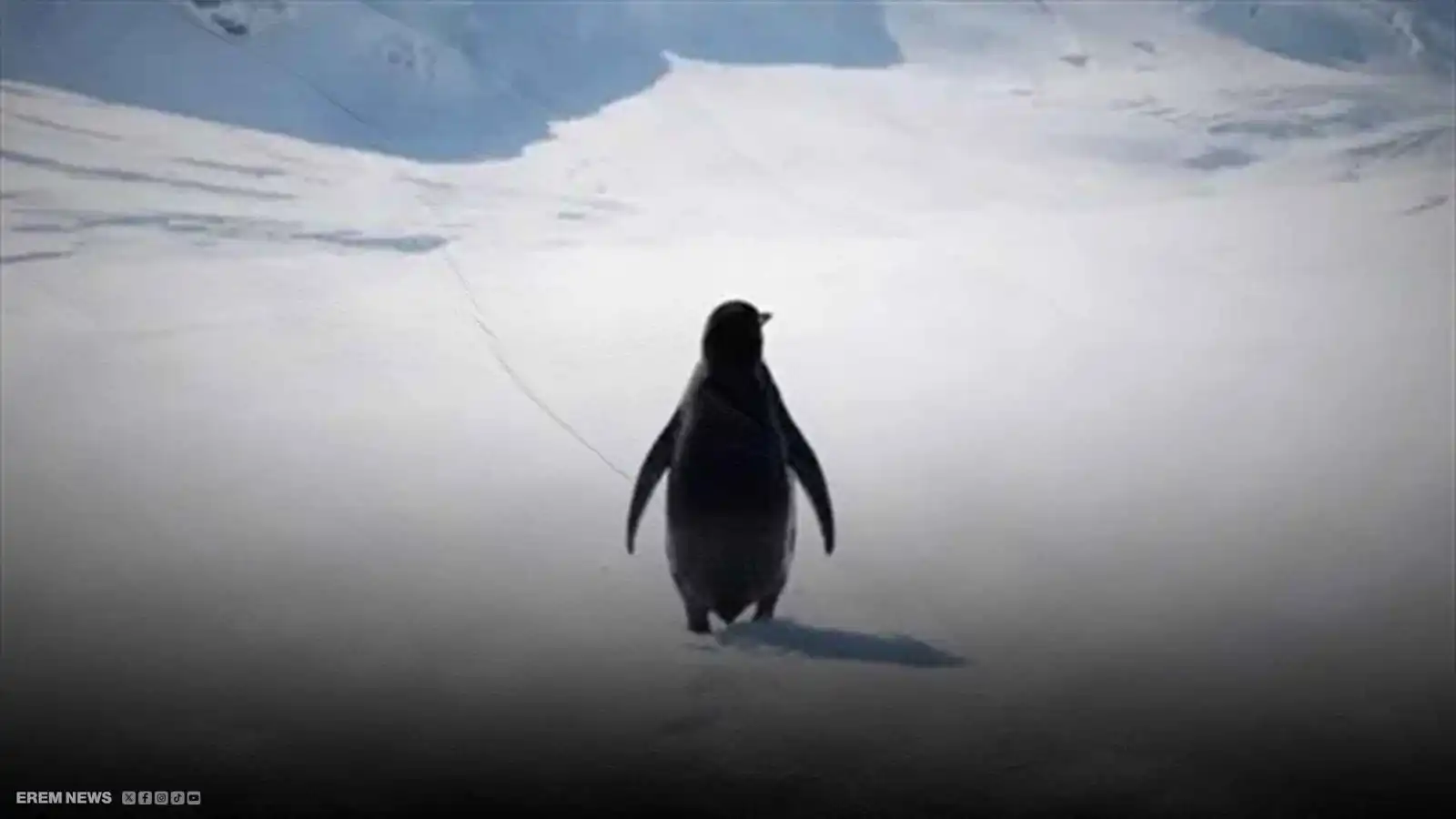 من السخرية للدبلوماسية.. كيف وصل "البطريق العدمي" لحسابات الرؤساء؟