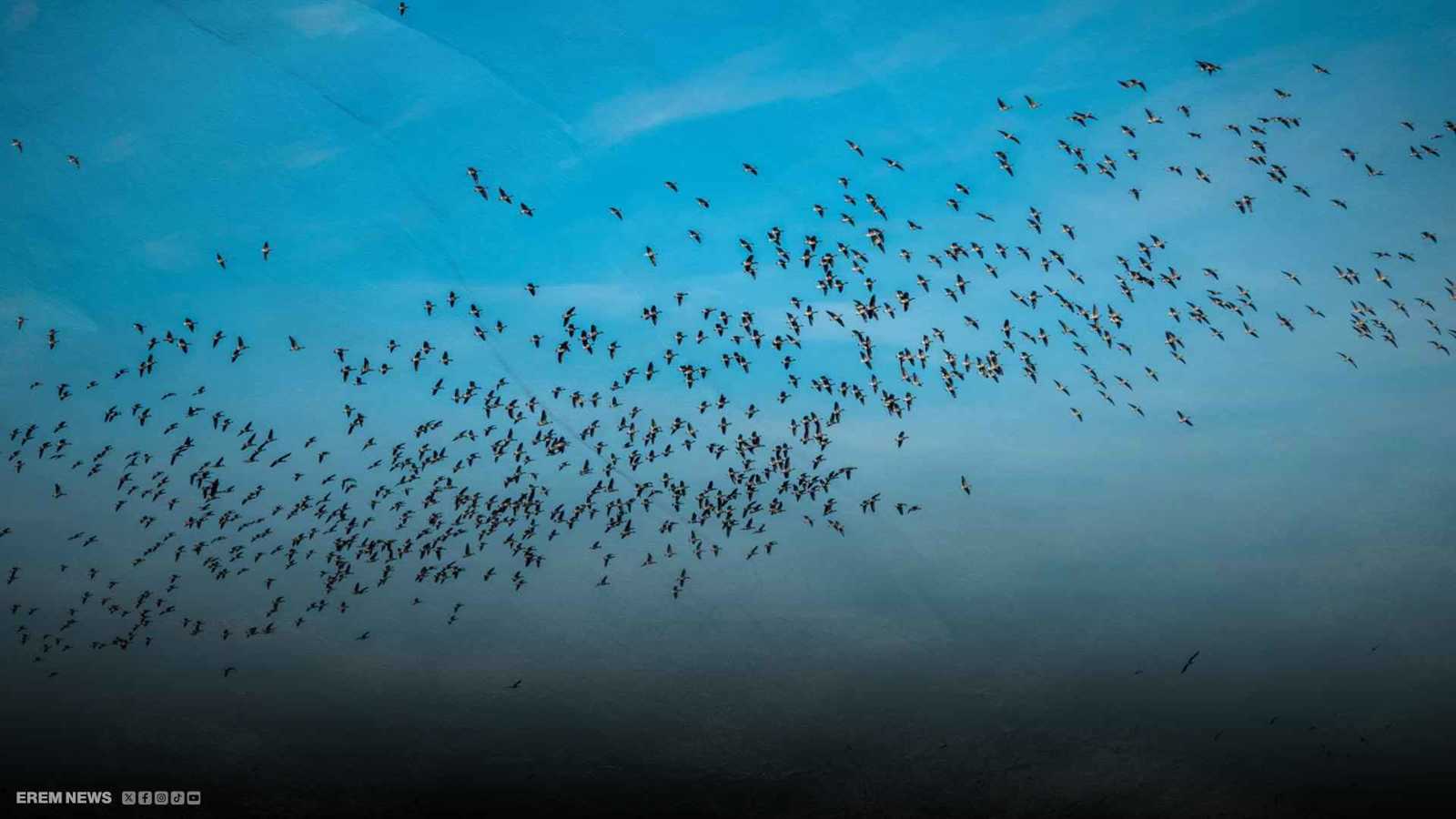 أشبه بطائرات مقاتلة.. سرب ضخم من الطيور يزين سماء تركيا (فيديو إرم)