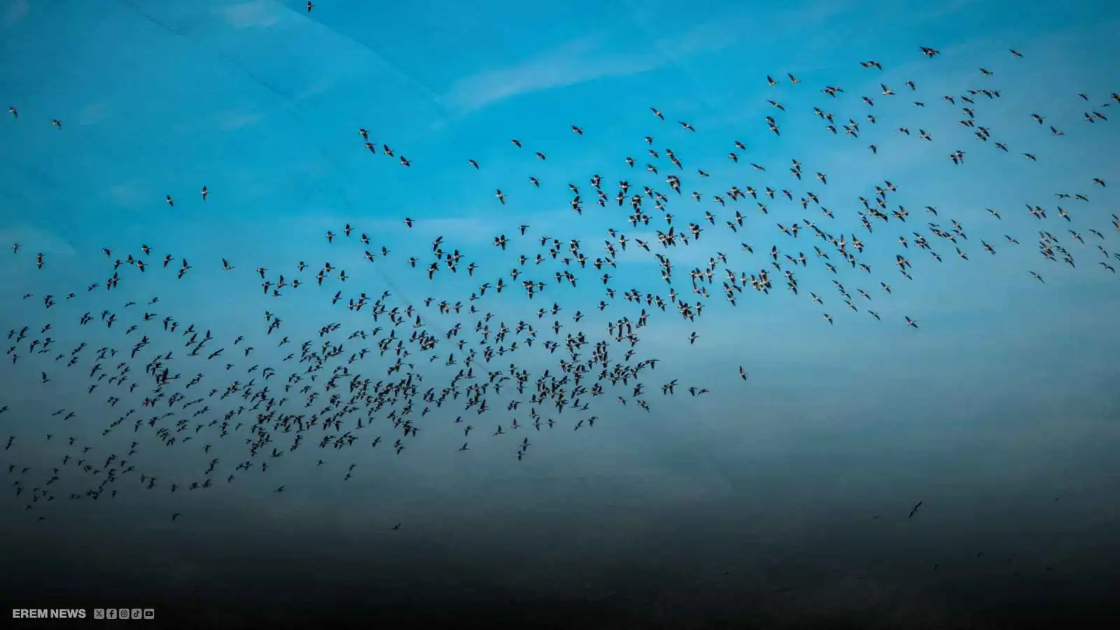 أشبه بطائرات مقاتلة.. سرب ضخم من الطيور يزين سماء تركيا (فيديو إرم)