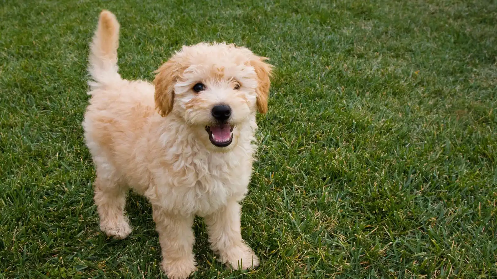 لُقّب بـ"البطل".. كلب صغير يُنقذ عائلته من حريق