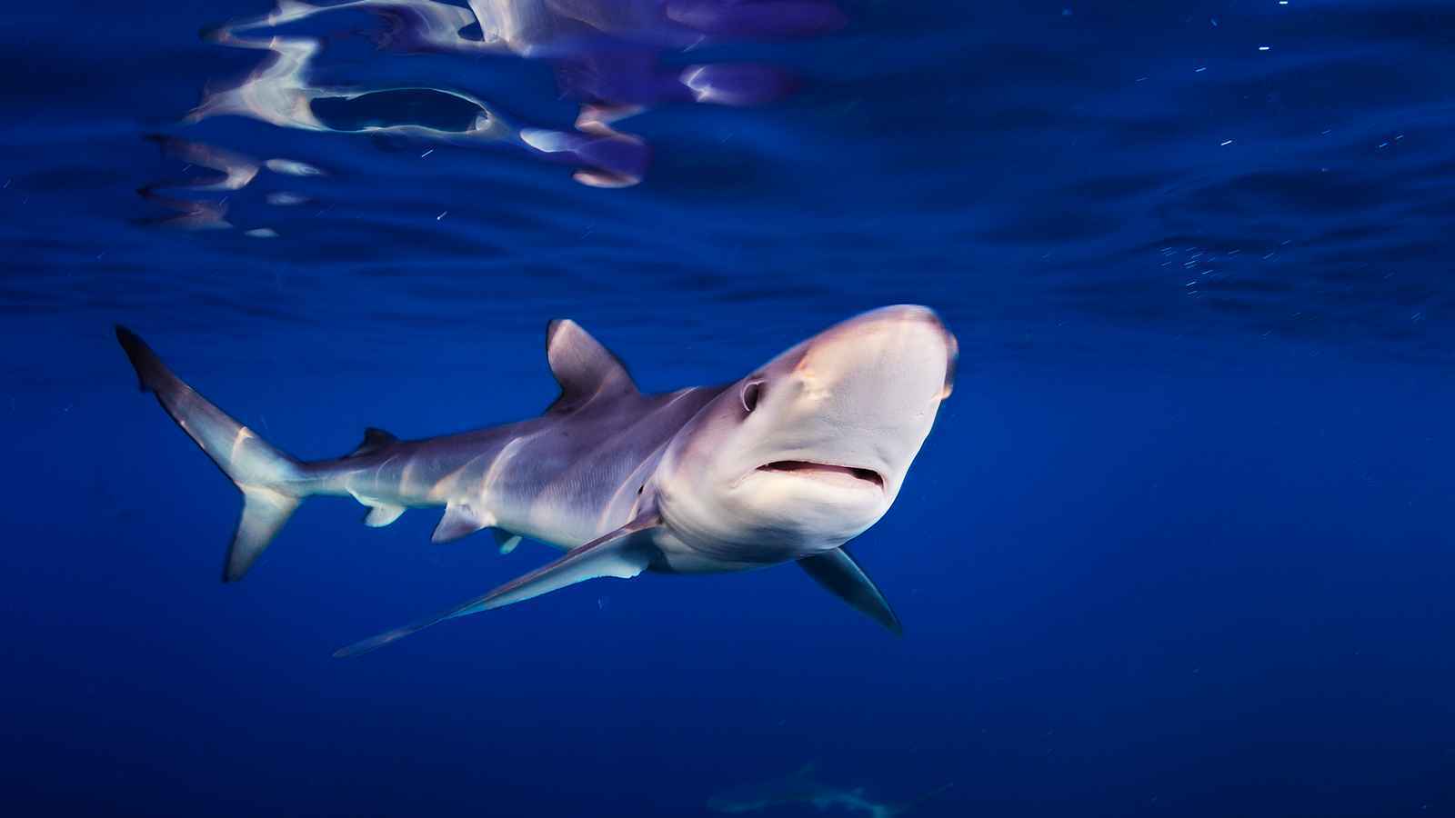 "أثارت الدهشة".. سمكة قرش تسقط من السماء (صور)